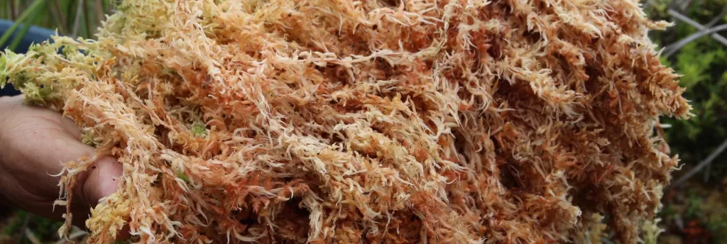 Sea Moss: Is Sea Moss Good for Diabetics