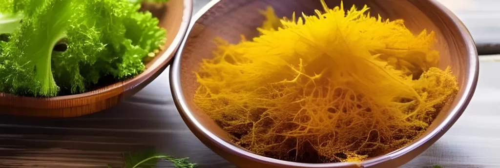Is Sea Moss Good for Diabetics